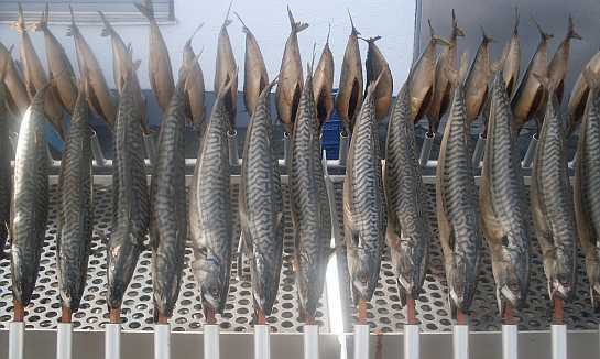 Steckerlfischh online bestellen Holzkohle gegrillt Mnchen liefern 